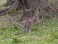 1006-1727 Kangaroos (1050310)